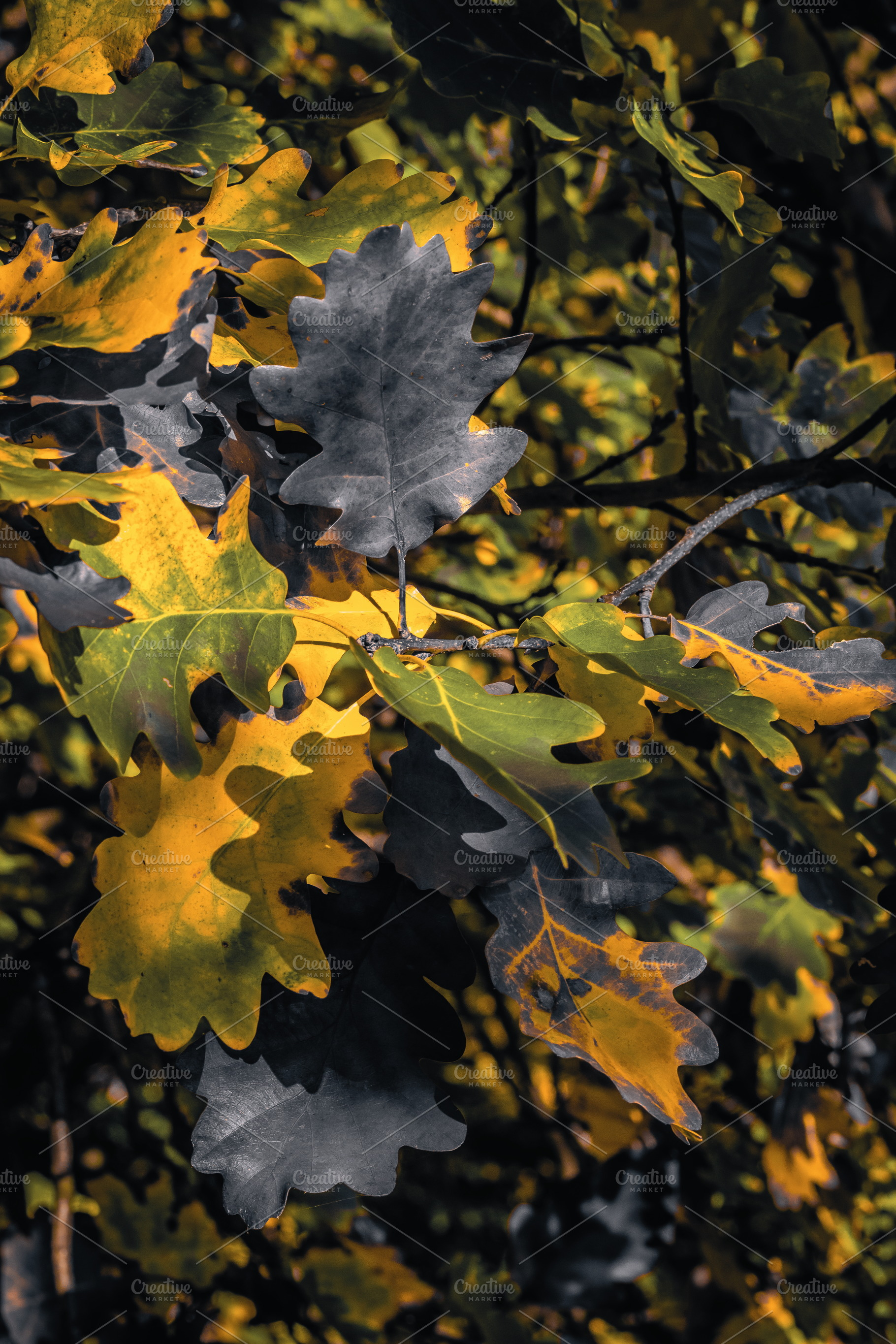 Leaf #7, a Nature Photo by jakub_kopecky