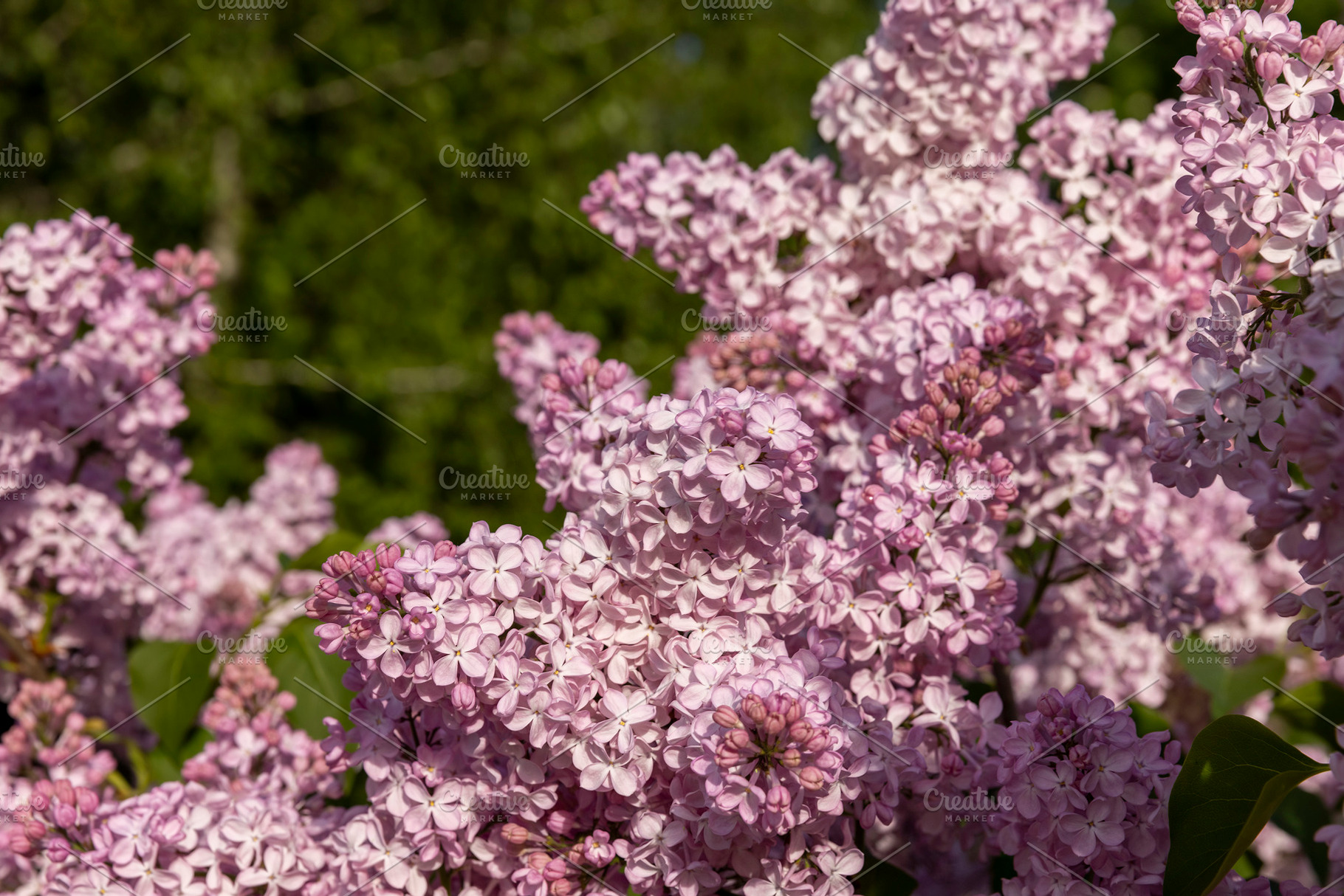 pink lilac in bloom, spring park with blooming pink lilac flowers in the spring, a Photo by rsoollAI