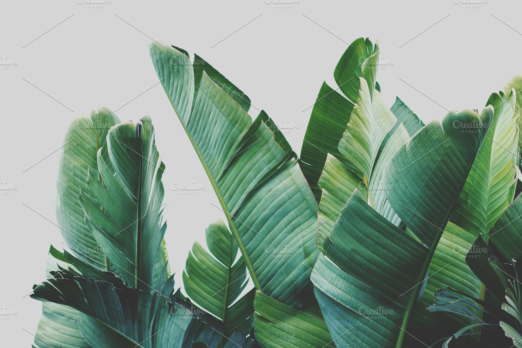 Tropical Strelitzia Leaf Stock Photo, a Nature Photo by René Jordaan Photography
