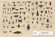Antique Insect Vector Graphics, an Illustration by Eclectic Anthology (Thumbnail 3 of 3)