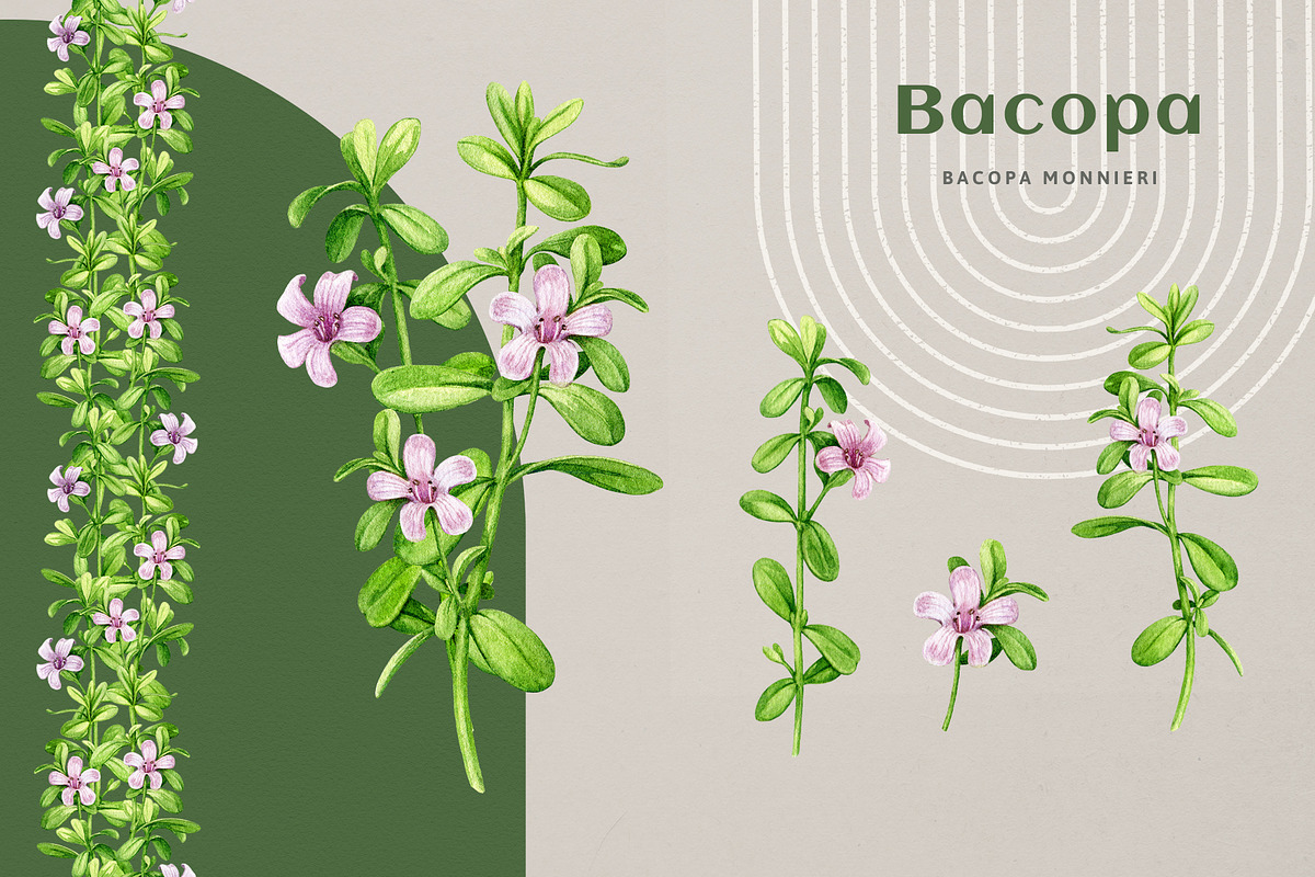 Adaptogenic Medicinal Plant Clipart, a Healthcare Illustration by AnitaPol (Photo 7 of 24)