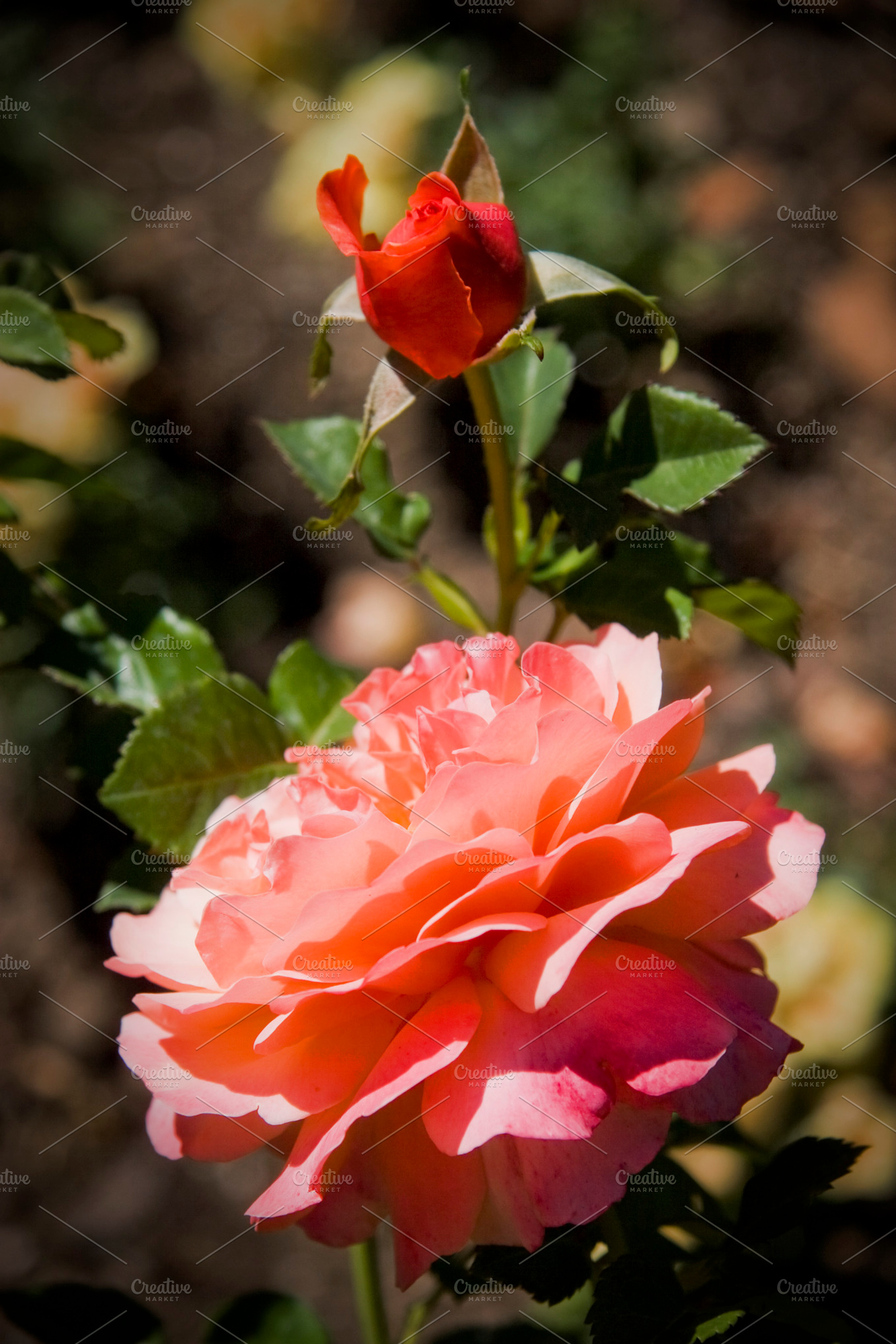 Pink Rose 2 (Photo), a Nature Photo by Tien Frogget