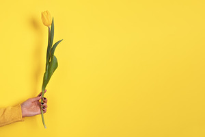 Hand holding a single yellow tulip against a matching yellow bac, a Holiday Photo by Ales Munt