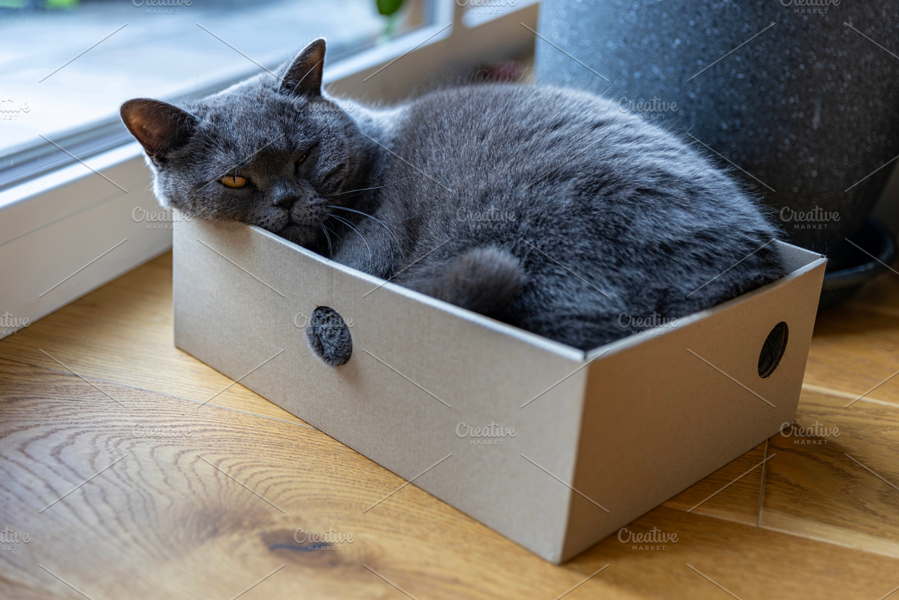British shorthair blue cat resting i, an Animal Photo by Photo Kaminski