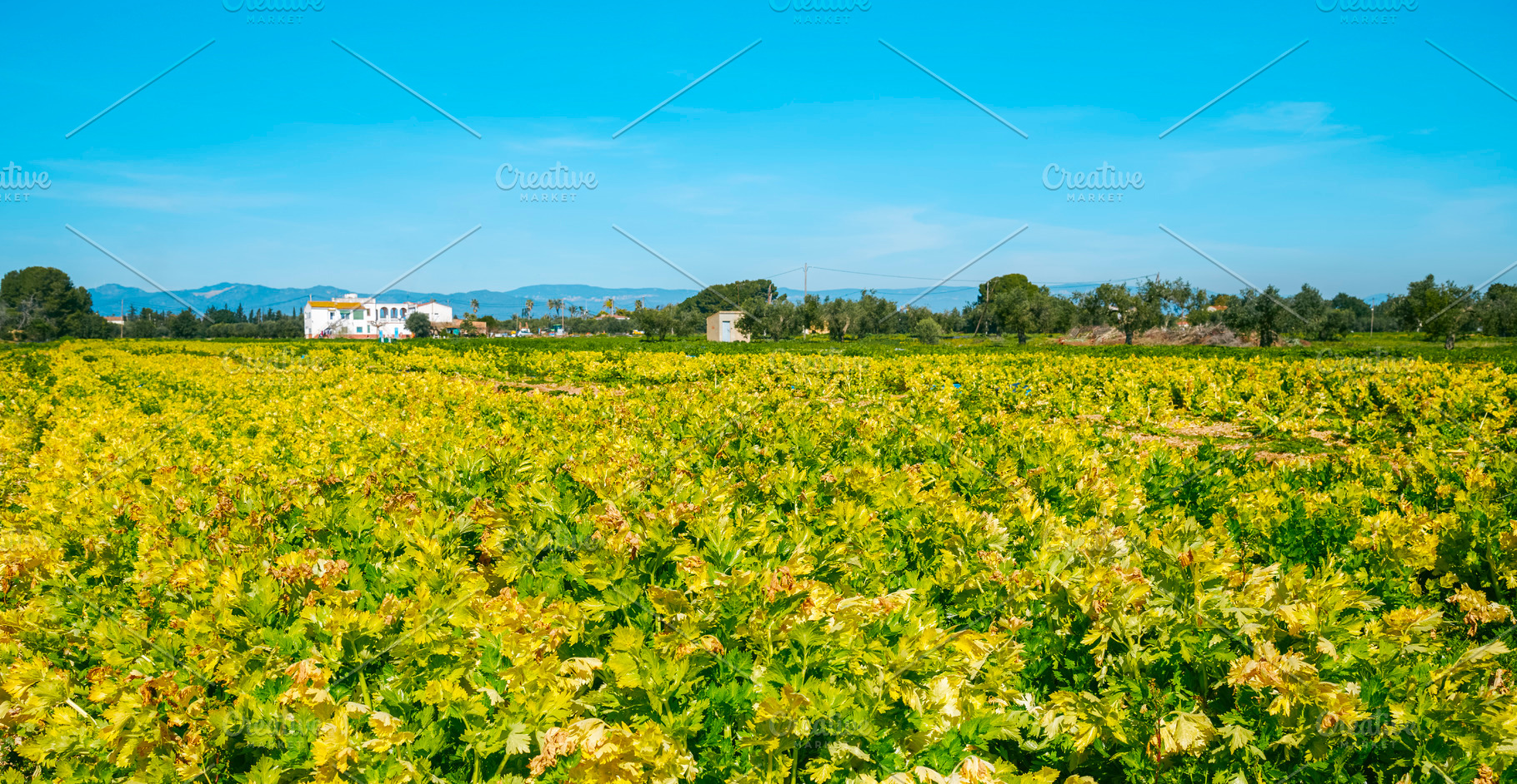 a sunlit celery field in open landscape, a Photo by Nito