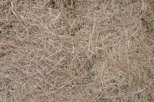 Dry Grass Texture Background, an Abstract Photo by bastera