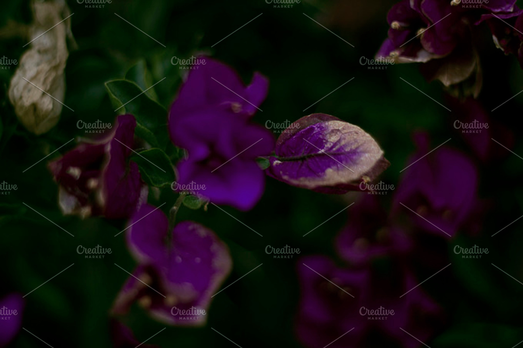 more purple leaves, a Nature Photo by iamsheilaj
