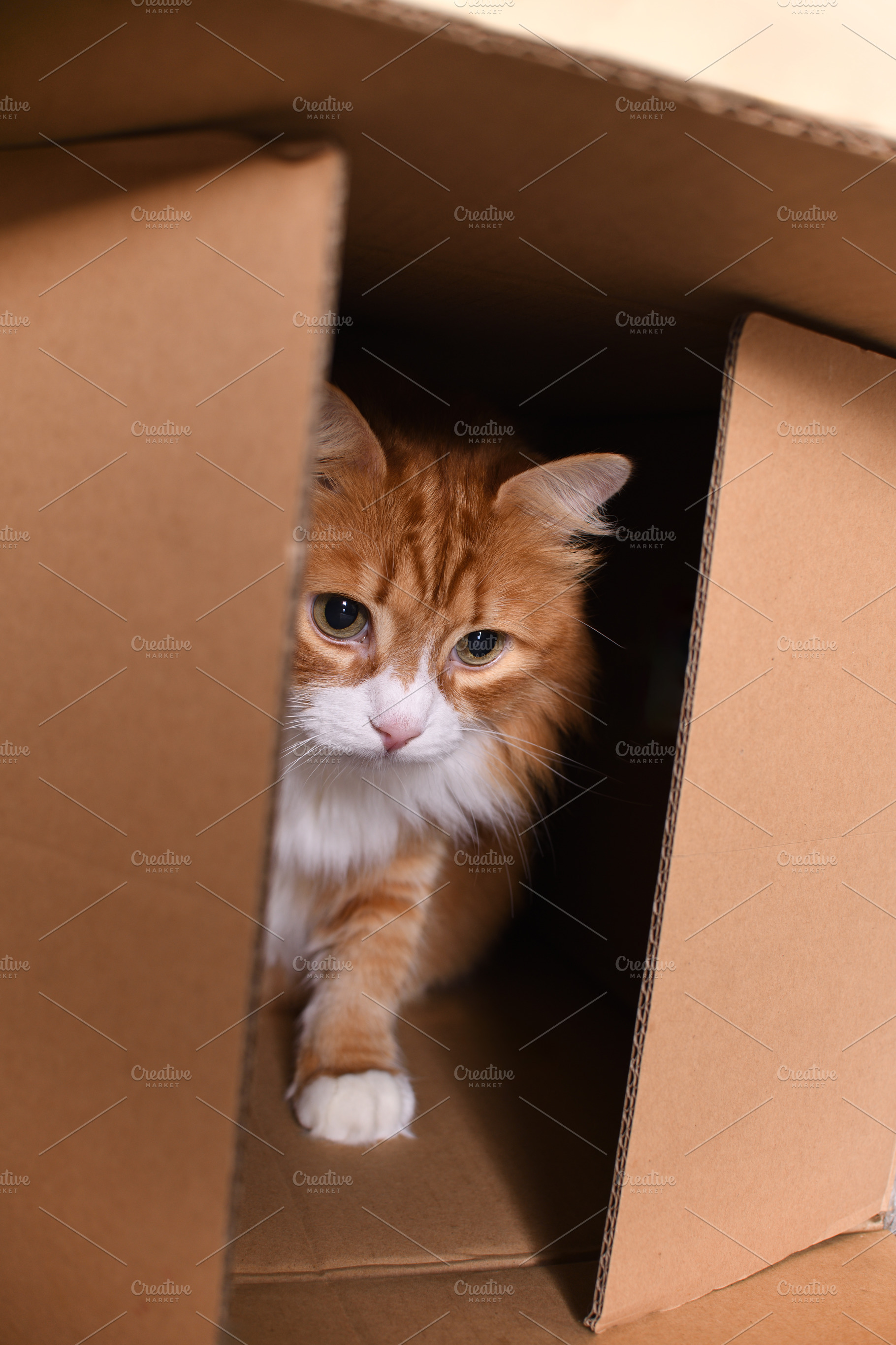 Cat in a cardboard box, an Animal Photo by Apolonia