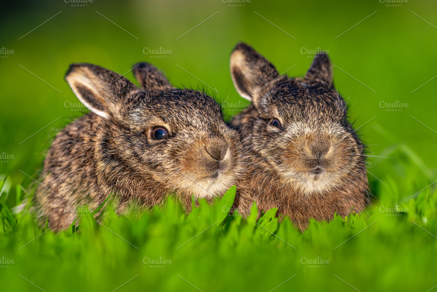 Two wild leverets resting in green spring grass, an Animal Photo by Byrdyak