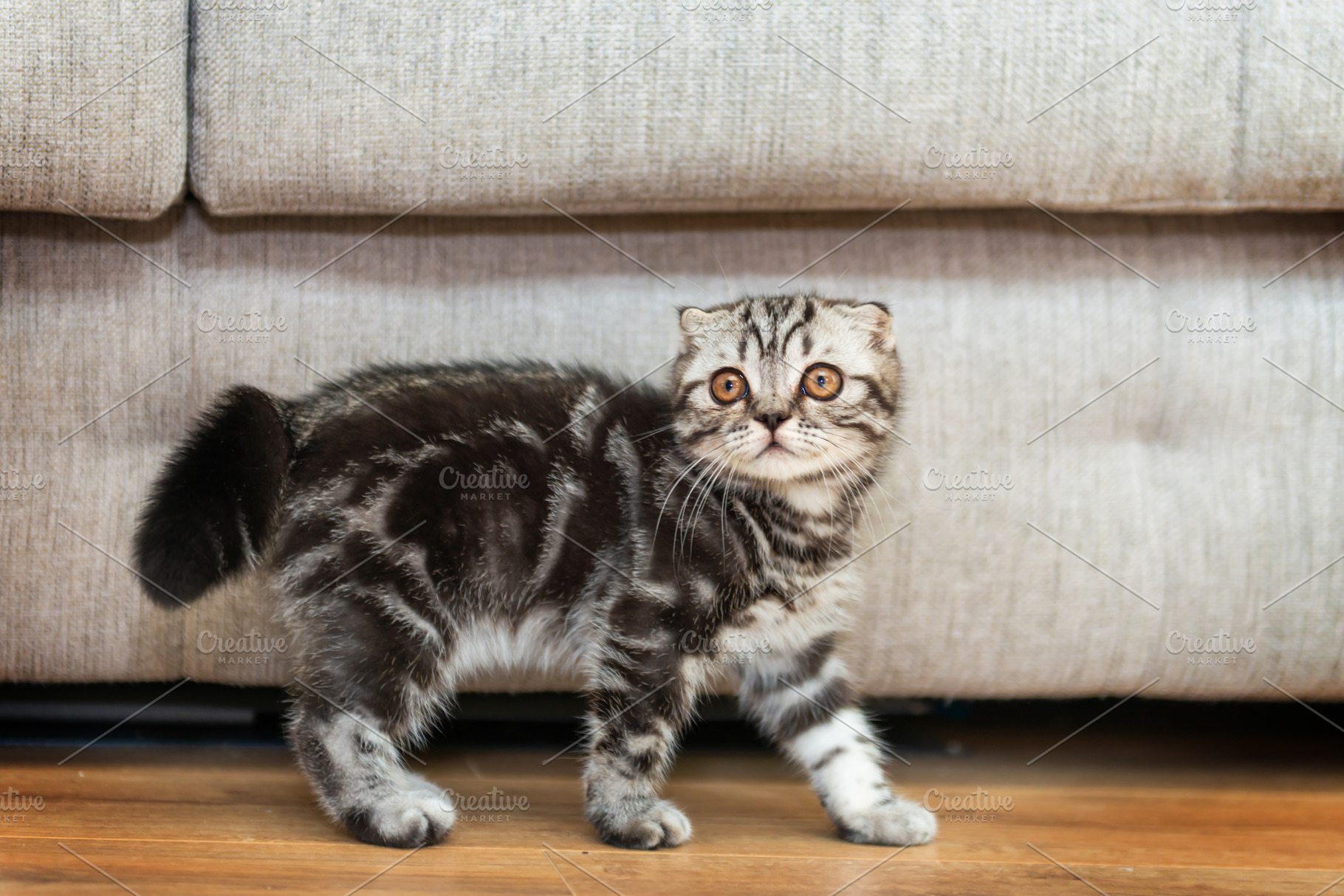 Cat funny kitten walking in room, an Animal Photo by Vapi