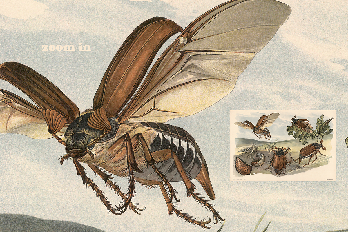 Alfred Fiedler Täubler’s Animals, an Animal Illustration by Digital Museum (Photo 3 of 12)