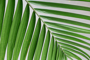 Green palm leaf