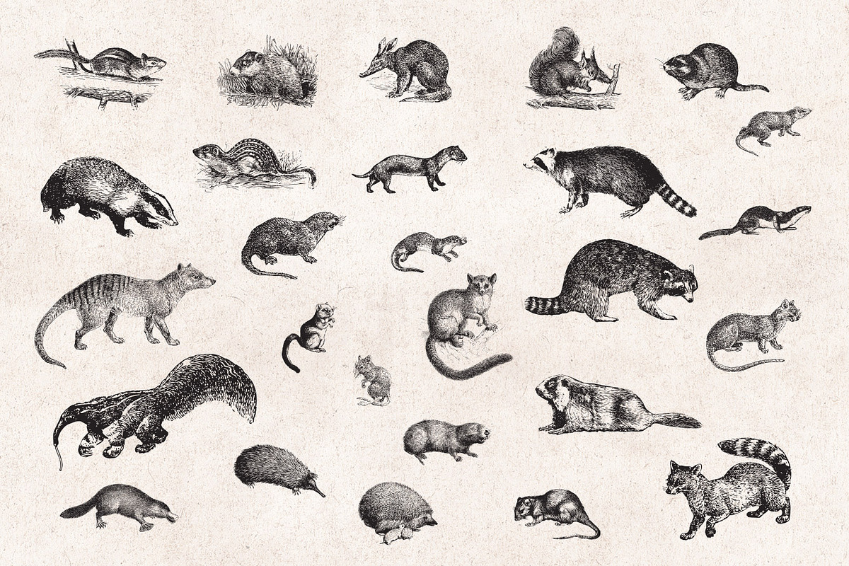 Wild Animals Engravings, an Object Graphic by Graphic Goods (Photo 5 of 9)