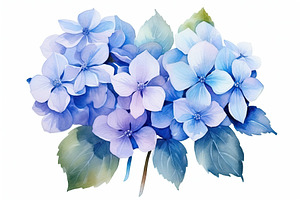 Blue hydrangea flowers isolated on w, a Photo by Iftikhar Alam