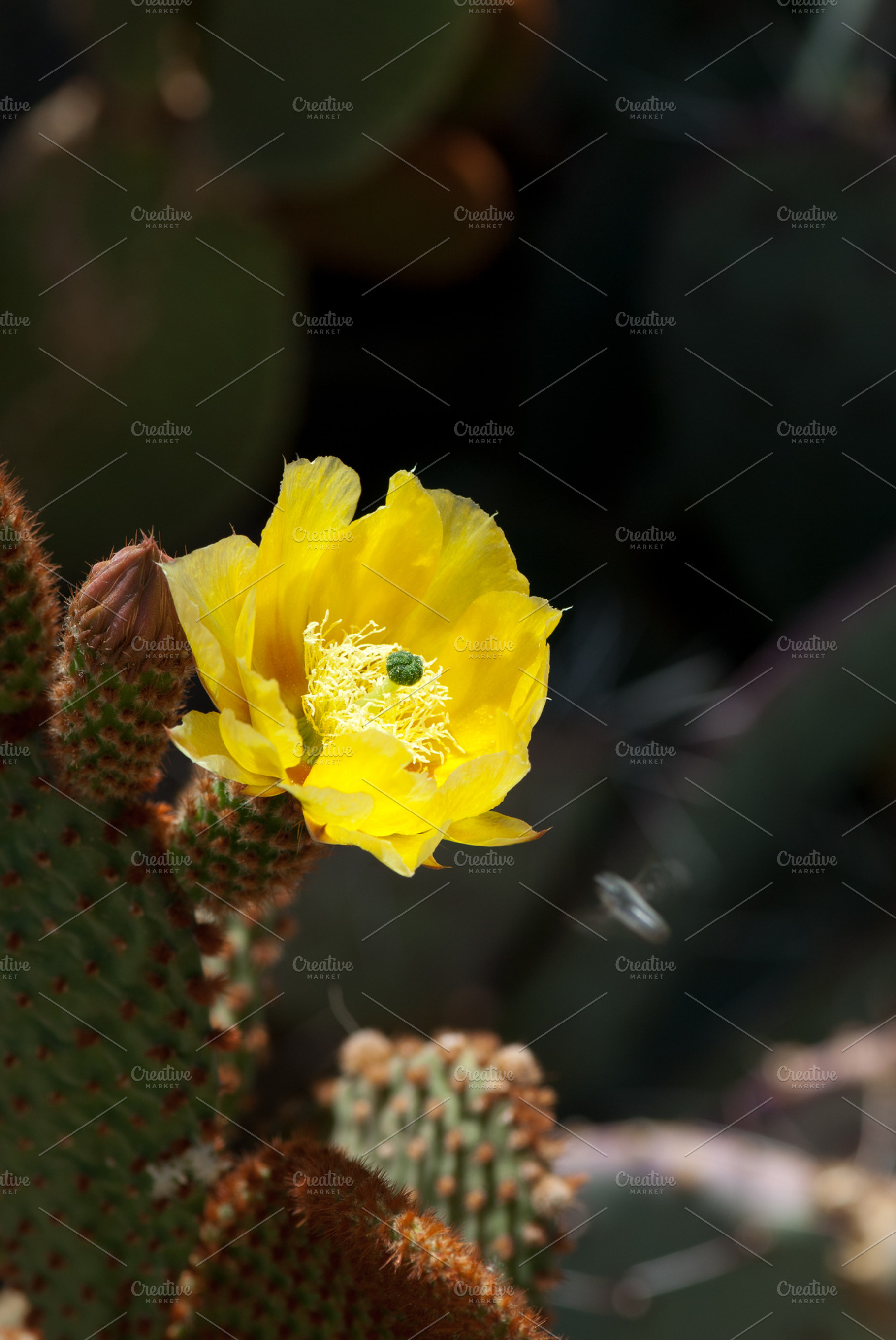Cactus Bloom Featuring Flower Yellow And Cactus