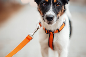 Cute small black and white dog walk, an Animal Photo by MistyDay