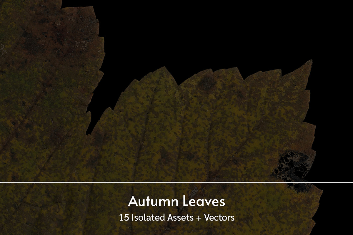 Autumn Leaves – 15 Isolated Assets, an Object Graphic by MarkSupply (Photo 1 of 7)