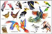 Watercolor Birds collection PNG, an Animal Illustration by FineArt (Thumbnail 5 of 7)