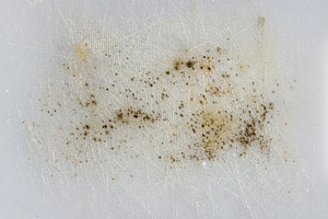 Mold Spores Growing Background, a Background Photo by THP Creative