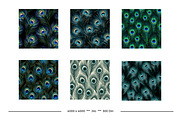 Peacock Feather Animal Print Designs, a Pattern Graphic by karenfoleyphoto (Thumbnail 3 of 11)
