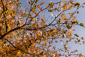 red amber tree in the autumn season in sunny weather, a Photo by rsoollAI