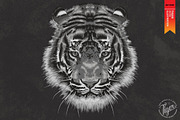 FIGHTER - Tiger vector illustration, an Animal Illustration by Artistic & Unique (Thumbnail 3 of 17)