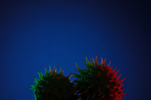Two spiky fruits lit with red and green light against a dark blu, a Background Photo by Ales Munt