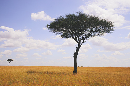 Masai Mara Tree