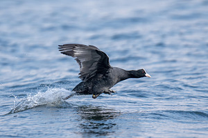 Fulica atra bird taking off water splashing on lake, an Animal Photo by Byrdyak