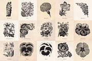 Vintage Fruit Vegetables & Flowers, an Object Graphic by Eclectic Anthology (Thumbnail 9 of 11)