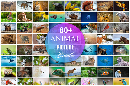 Animals Picture Bundle, an Animal Photo by Digital Studio