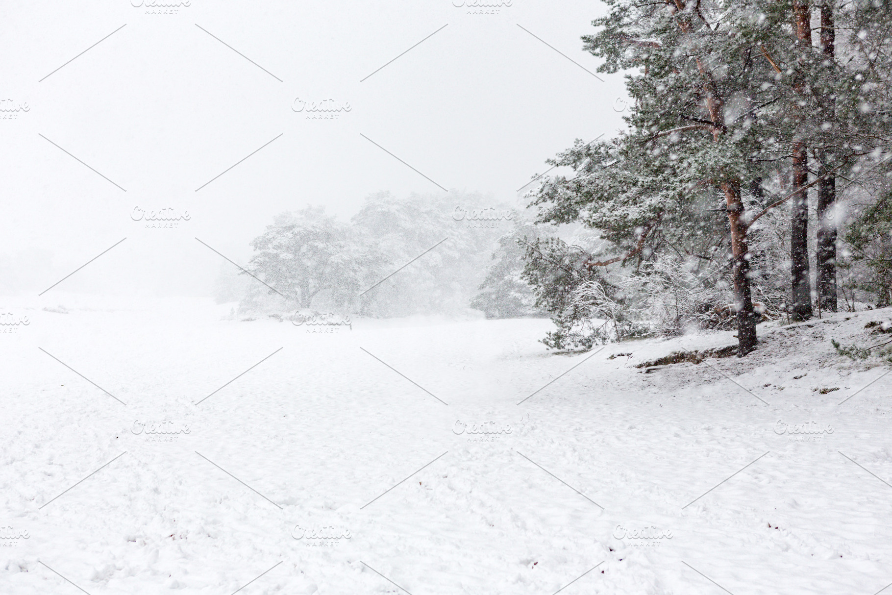 Heavy snowing & pine trees in Soest, a Nature Photo by misign