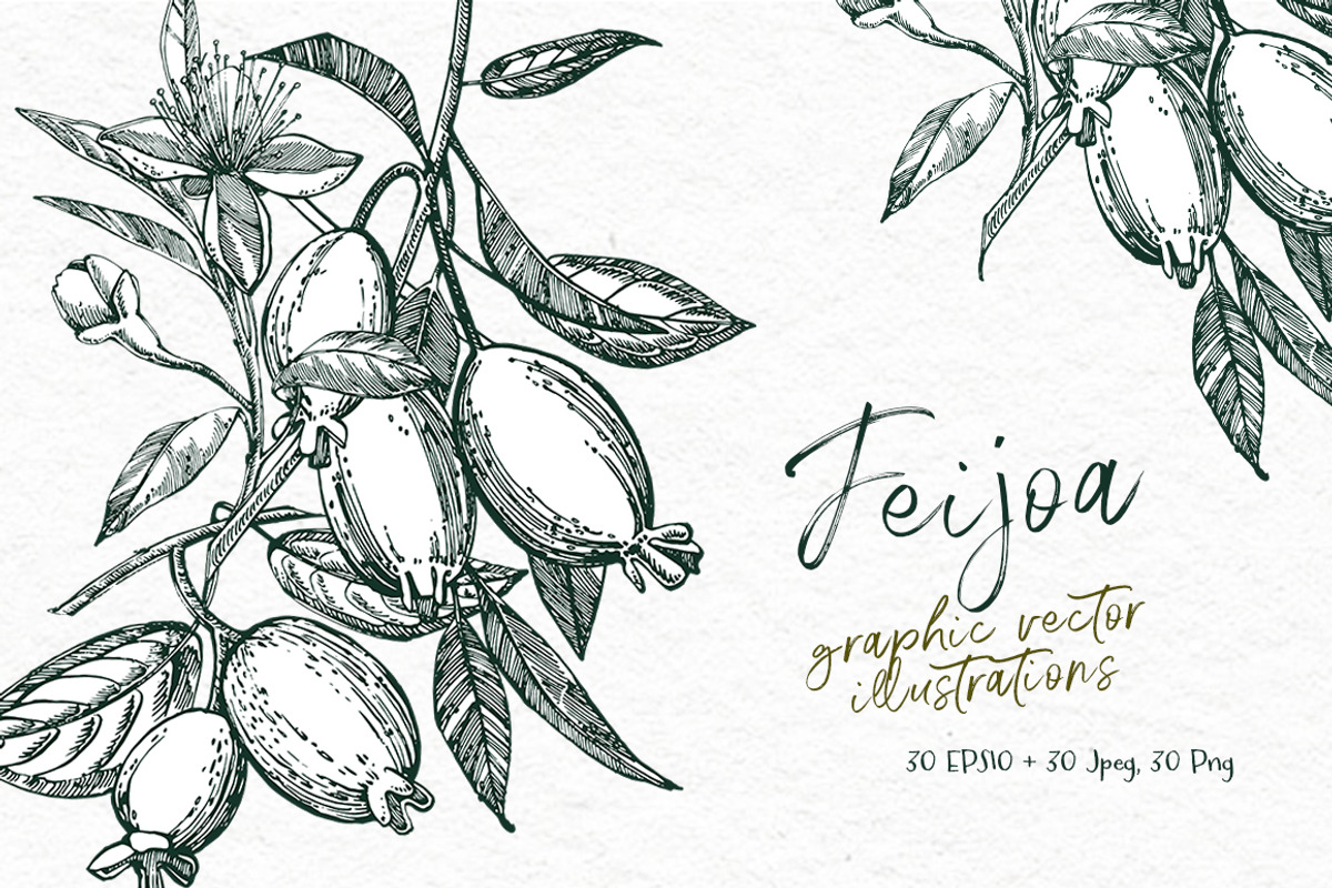 Feijoa Graphic & Watercolor clipart, a Food Illustration by Ann Astro (Photo 3 of 10)