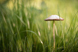 Dreaming containing mushroom, forest, and season