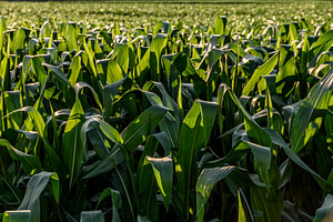 Field of corn in the sun countryside, a Nature Photo by MadPhotos
