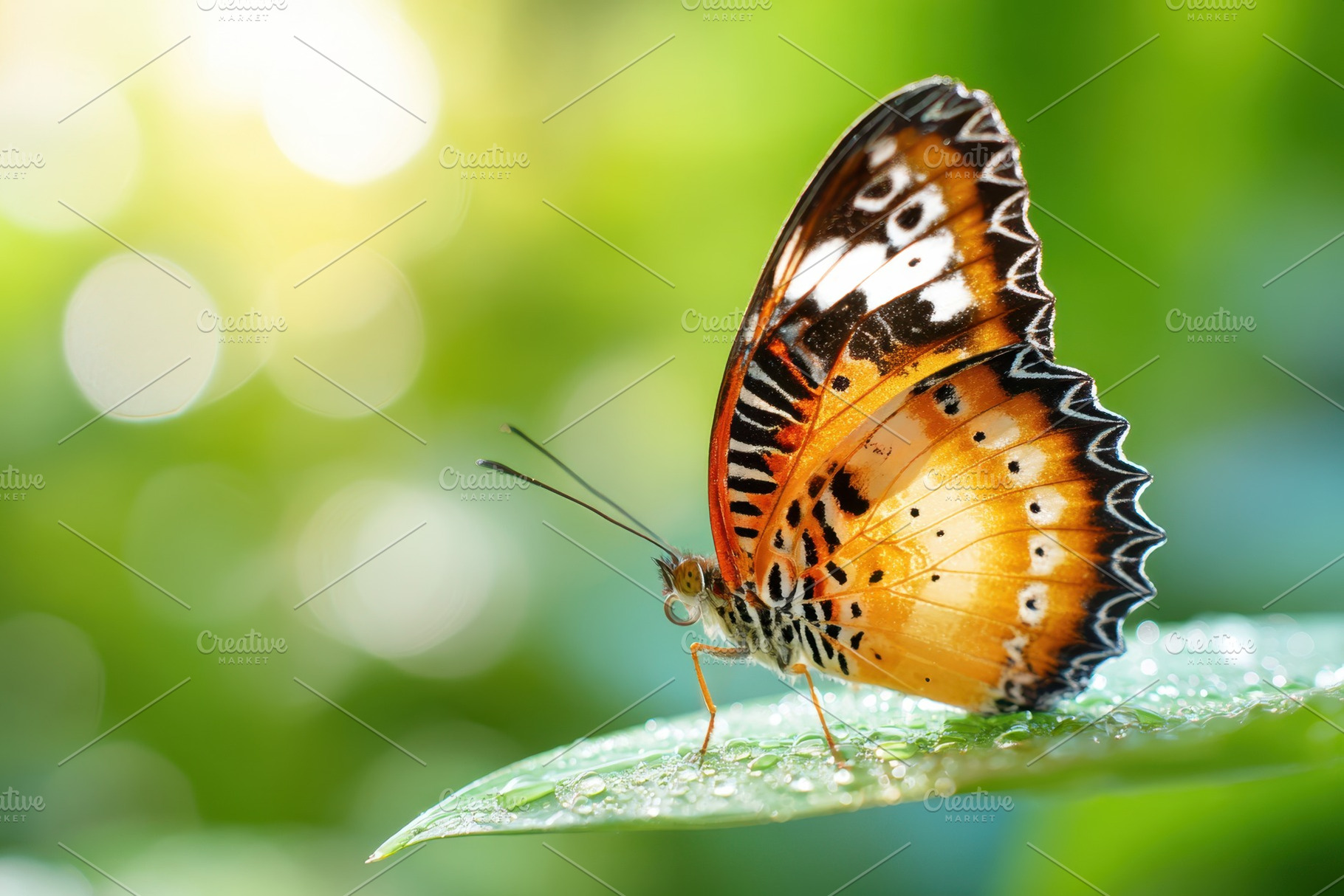 Vibrant butterfly on a leaf with water droplets, an Animal Photo by AlyaAnd