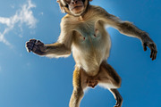116 Flying animals, an Animal Photo by Handmadefont (Thumbnail 87 of 119)