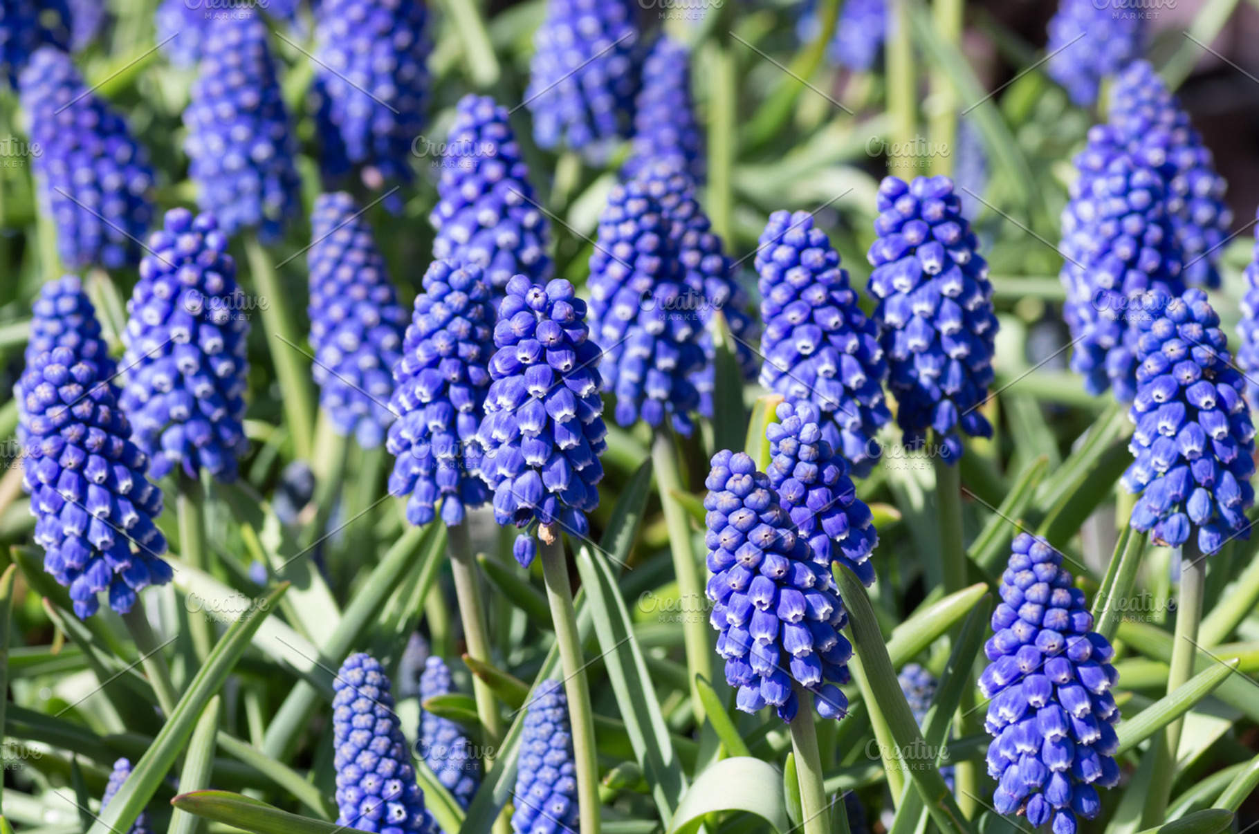 Grape Hyacinths Blooming In Spring