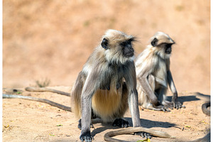 Gray langur monkeys at sahasralinga talav in patan gujarat india containing, an Animal Photo by Leonid Andronov