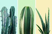 Prickly Pear Cactus & Succulents, an Object Graphic by Fox & Bear (Thumbnail 6 of 6)