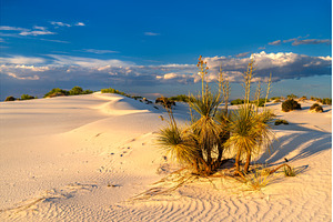 Soaptree Yucca on gypsum sand dunes, a Nature Photo by Leonid Andronov