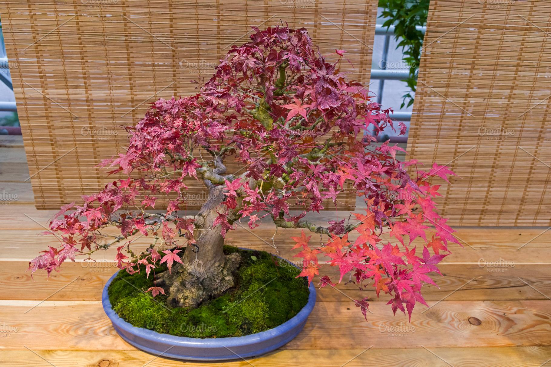 Bonsai tree   japanese maple featuring acer palmatum, acer, and palmatum, a Nature Photo by possum
