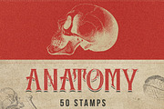 50 Procreate Anatomy Stamps, a Brush Add-On by Endete & Mazak brushes (Thumbnail 1 of 7)