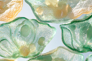 Plant cells close-up with intricate, a Photo by Dvoevnore photos