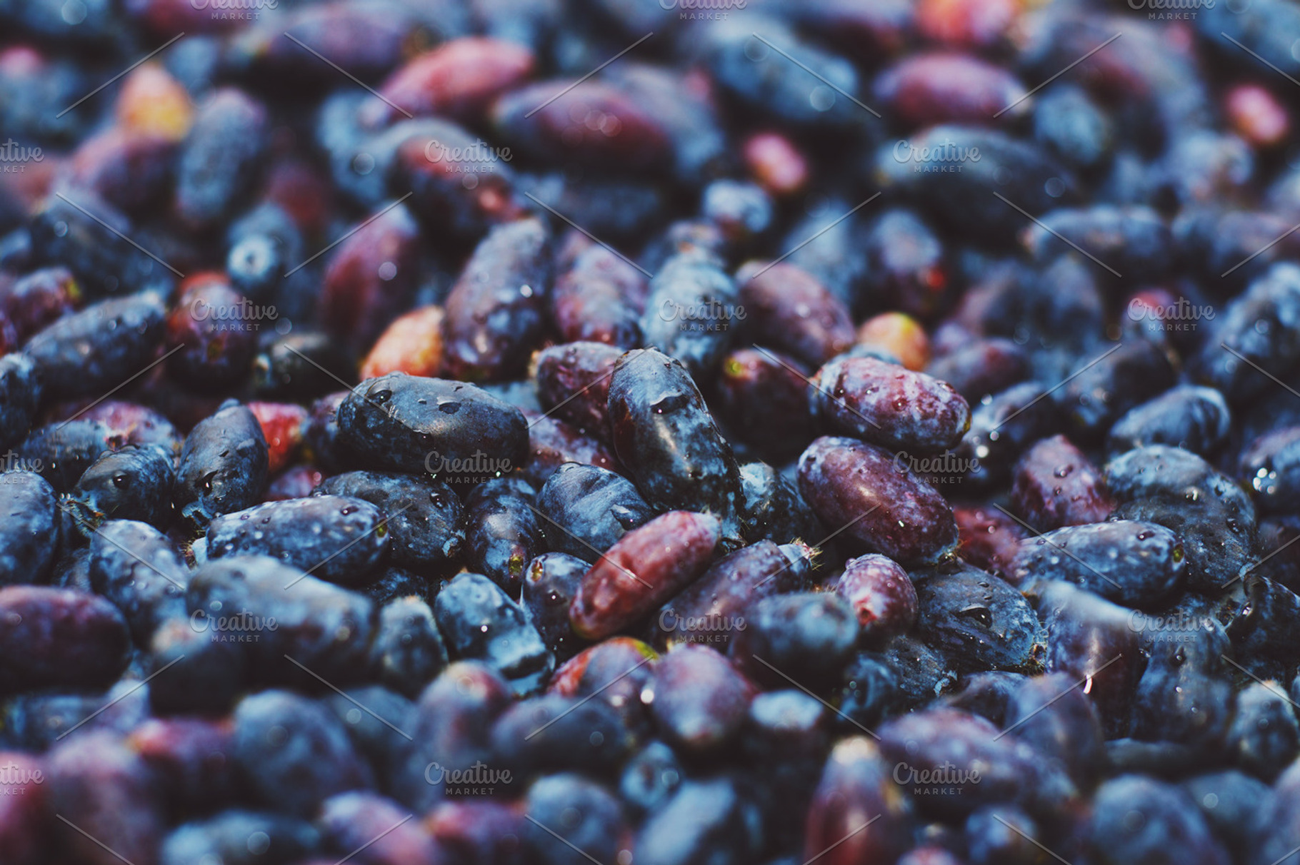Honeysuckle berries, a Food & Drink Photo by odpium