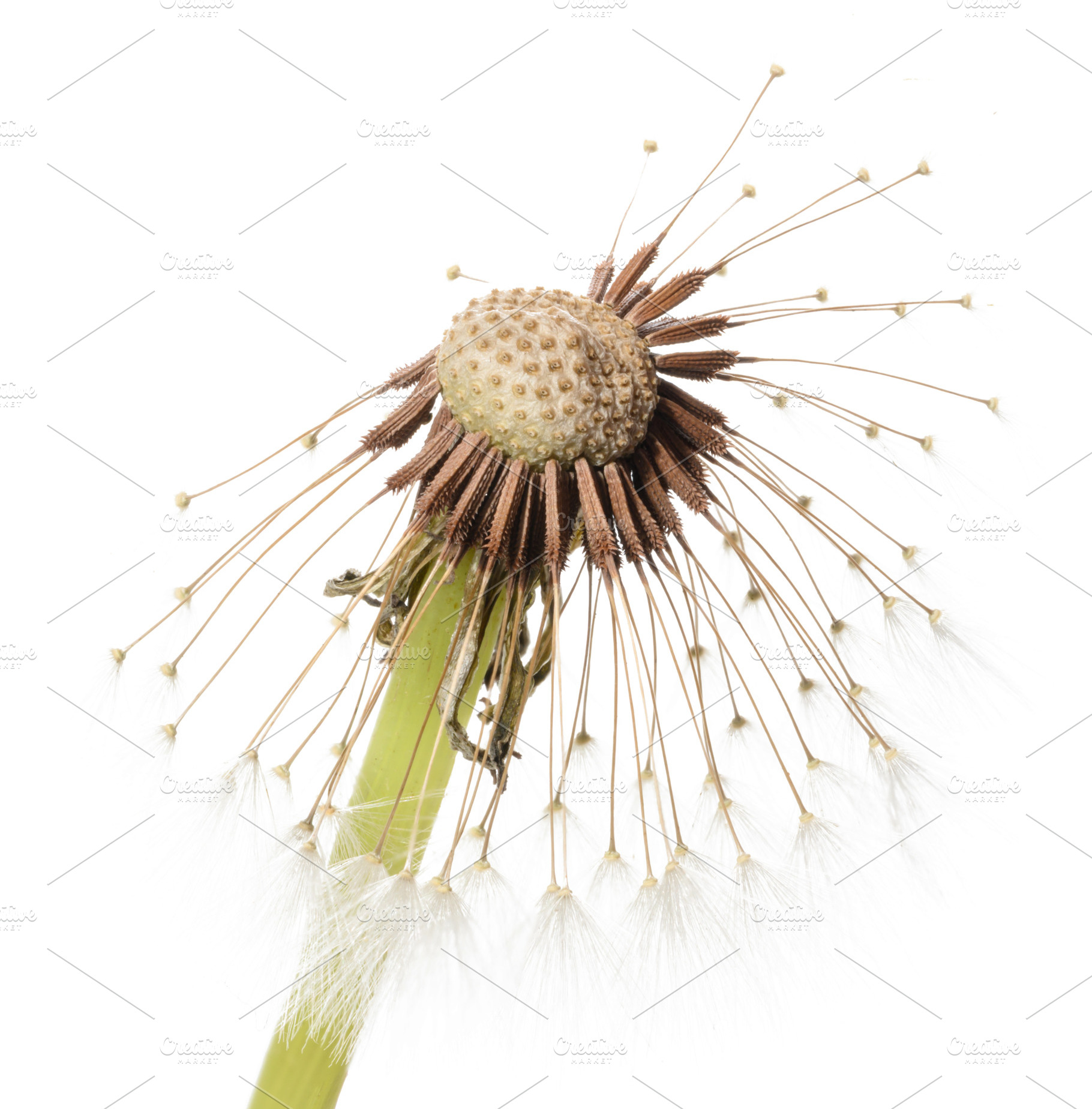 Close-up of a dandelion in the seed ripening phase, most of whic, a Nature Photo by ndanko