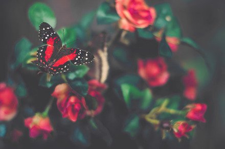 Butterfly on a Leaf preview 6