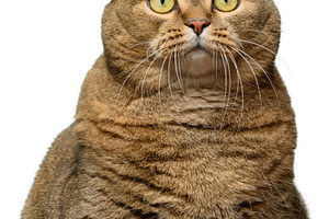 Portrait of a gray cat with yellow eyes on an isolated backgroun, an Animal Photo by ndanko