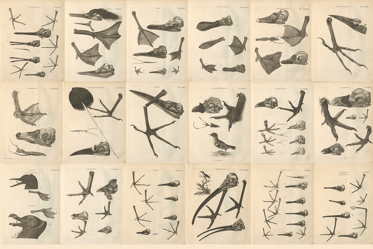 80+ Jacob Klein, Bird Genealogy, an Animal Illustration by Digital Museum (Photo 7 of 10)