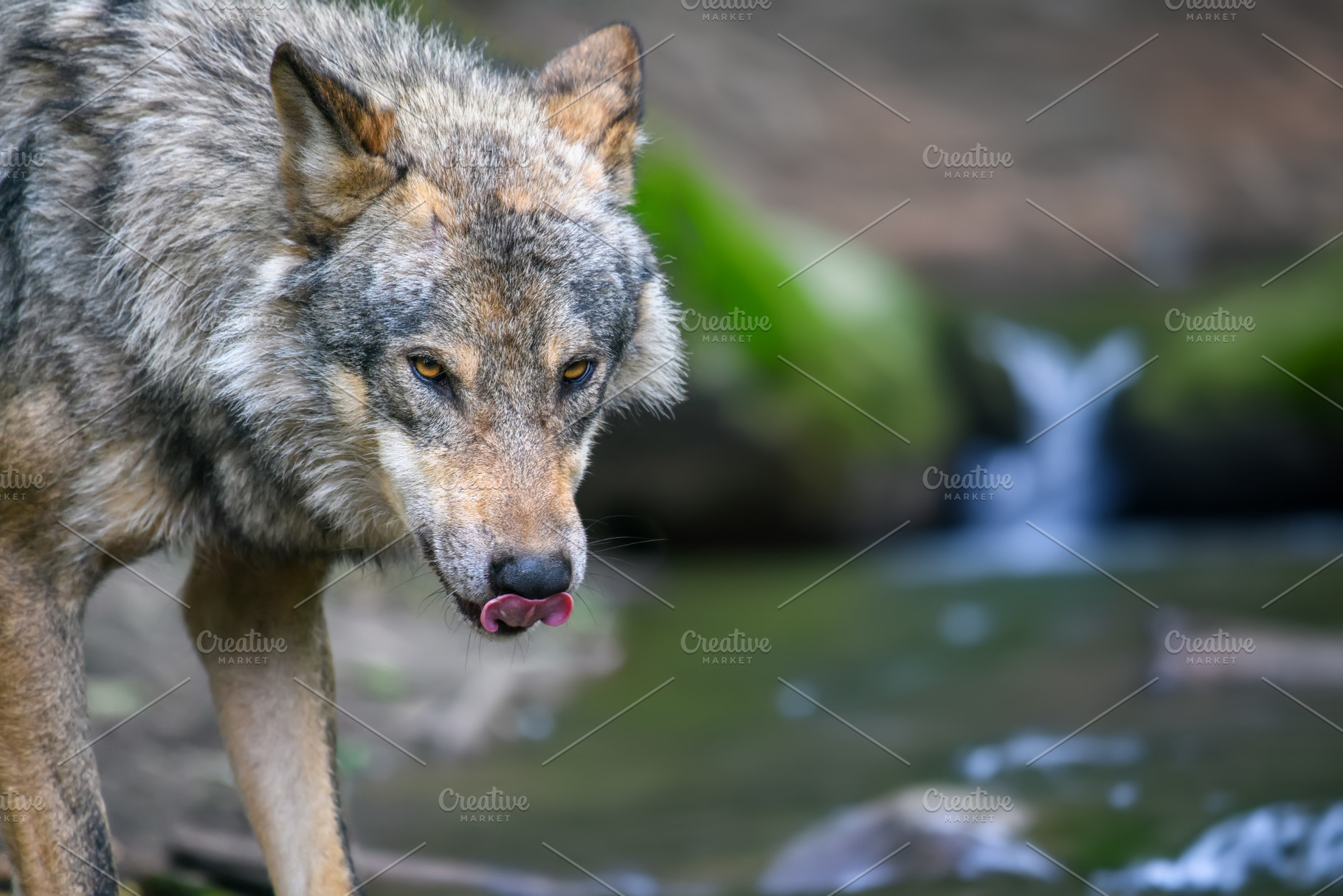 Gray wolf, Canis lupus, in the summer light, in the forest, an Animal Photo by Byrdyak